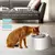 Alimentador automático de água potável Pet, Desligamento inteligente - comprar online