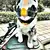 Capacete bonito do animal de estimação, Cão e Gato na internet