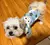 Roupas para cães pequenos menina filhote de cachorro roupas para cães - comprar online