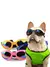 Óculos de sol, para cães, acessório