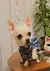 Imagem do Roupas para cães pequenos menina filhote de cachorro roupas para cães