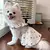 Vestido refrescante para cachorro, arco fino, impressão de coração na internet