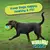 Wobble Wag Toy Para Animais De Estimação, Bola De Brilho, Brinquedo Interativo