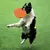 Pires voadores de silicone para cão e gato, Discos voadores engraçados