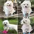 Imagem do Casaco de chuva claro Pet Raincoat, Casaco impermeável para cães pequenos
