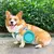 Tigela de Silicone Dobrável para Pet Dog - comprar online