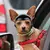 Capacete de Motocicleta - Seu Little Pet