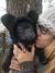 Macio morno velo chapéu de morcegos para cães, buldogues franceses - loja online