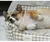 Sofá interior cama para cães e gatos, Puppy House - Seu Little Pet