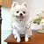 Vestido refrescante para cachorro, arco fino, impressão de coração na internet