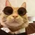 Óculos para gatos e cães pequenos - comprar online