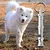 Aço inoxidável Ultrasonic cão Condicionado Suprimentos, Anti Barking