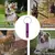 Apito portátil do cão para parar de latir, Dog Recall ajustável - comprar online