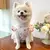 Vestido refrescante para cachorro, arco fino, impressão de coração na internet