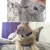 Coleira Coração Charme e Bell para Gato e Cão, Segurança Elástica, Ajustável na internet