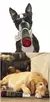 charuto de Brinquedo interativo do cão, simulação verde - Seu Little Pet
