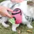 Bolsa portátil para treinamento do cão, bolsa para pet ao ar livre