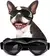 Óculos para Cães Windproof, Óculos para Cães, Ajustável