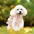 Vestido floral princesa para animais de estimação, Saia fina - comprar online