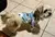 Roupas para cães pequenos menina filhote de cachorro roupas para cães na internet