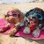 Óculos para Cães Windproof, Óculos para Cães, Ajustável - Seu Little Pet