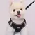 Peitoral adequado para cães pequenos e médios - comprar online