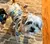 Roupas para cães pequenos menina filhote de cachorro roupas para cães