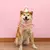 Chapéu de renda para aniversário de pet, babador bonito de gato e cachorro na internet