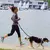 Coleira Ajustável Mão Livre para Cachorro, Peito Strap, Corda de Tração