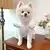 Imagem do Vestido refrescante para cachorro, arco fino, impressão de coração
