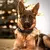 Coleira Tática para Cão Policial, Militar Ajustável - comprar online