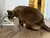 Tigela de gato dupla com suporte na internet