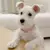 Colar de cachorro strass joia chihuahua cristal joia ajustável - comprar online