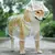 Casaco de chuva claro Pet Raincoat, Casaco impermeável para cães pequenos