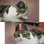 Capacete Duro com Orelhas para Animais de Estimação - Seu Little Pet