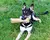Treinamento do cão proteção tug brinquedo do cão mordida vara travesseiro - loja online