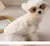 Casaco quente com D-Ring para cães pequenos e médios, roupa para cachorros - Seu Little Pet