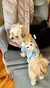 Roupas para cães pequenos menina filhote de cachorro roupas para cães - loja online