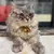 Óculos para gatos e cães pequenos