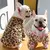 Camisola Haki de veludo quente para cães, roupa para cães, conjunto hanbok - Seu Little Pet
