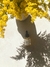 Aceite de jojoba