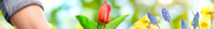 Banner da categoria Casa e Jardin