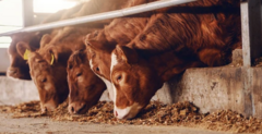 Banner de la categoría GRANDES ANIMALES