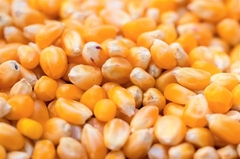 Banner de la categoría FORRAJES