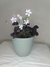 Oxalis Triangularis -Trébol Morado