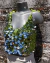 Musculosa Glesí