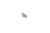 Cristal Natural: Quartzo Rosa (Bruto) - comprar online