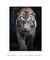 Quadro Decorativo Tigre Branco 02 - loja online