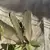 Borboleta em Ágata Verde - comprar online