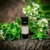Óleo Essencial de Manjerona (Origanum majorana) - comprar online